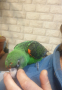 Продавам Жардина (Конгоански папагал), снимка 7