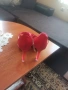 ❤️ Елегантна червена бална рокля + подарък официални обувки 37н, снимка 7