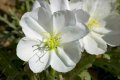 Oenothera macrocarpa white(Бяла йонотера), снимка 1 - Градински цветя и растения - 42494752