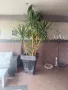 Растение ЮКА, кактус, алое вера, палма , снимка 2