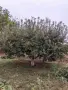 Ябълки домашни Флорина, снимка 3