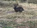 Зайкиня цена 20€, снимка 3