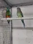 Пойни папагали🦜, снимка 3