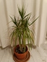 Драцена маргината и Драцена фрагранс, снимка 9
