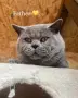 Чистокръвни британски котенца, снимка 7