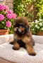 Кавапу Cavapoo F1b, снимка 1