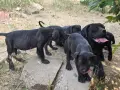  КЧЕТА КАНЕ КОРСО, снимка 5