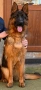 Немска овчарка, снимка 3