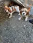 мъжки кокери на 2 месеца, снимка 1
