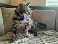 Бенгалска котка, снимка 6