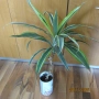 алое, восъче, драцена, дифенбахия, снимка 5