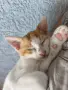 ПОДАРЯВАМ женски котенца, снимка 7