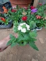 Вербена няколко цвята , снимка 2