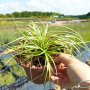 Карекс Евърголд, Carex oshimensis "Evergold", студоустойчива трева!!, снимка 4