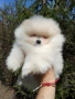 Померан померани , снимка 3