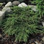 Хвойна Репанда, Juniperus communis 'Repanda', снимка 1 - Градински цветя и растения - 39312081