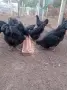 Аям  Кемани 6+1 , снимка 1