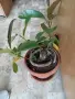 Фикус малък в саксия, снимка 2