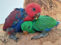 Ръчно хранени папагали Еклектус , снимка 1 - Папагали - 44309246