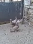 Млади пощенски гълъби , снимка 1