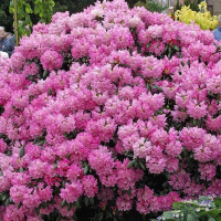 Рододендрон-(Налични 6 цвята), снимка 2 - Градински цветя и растения - 44641299