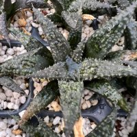 Haworthia pulchella hybrid, снимка 1 - Стайни растения - 38597731