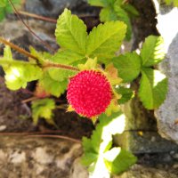 Декоративни ягодки, снимка 1 - Градински цветя и растения - 37939446