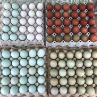Разноцветни домашни яйца от различни породи кокошки за консумация и люпене, снимка 9 - Домашни продукти - 34929684