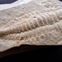 Фосил на Perrector Falloti - период Камбрий, снимка 2 - Колекции - 37910784