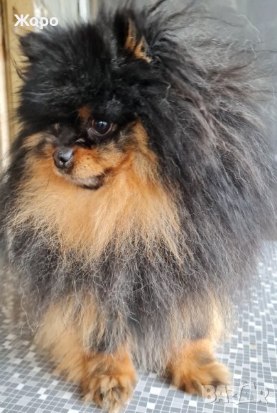 За разплод и продавам , снимка 1