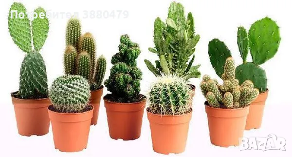 кактуси от Малта, снимка 1