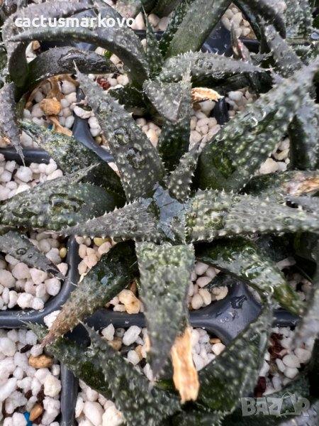 Haworthia pulchella hybrid, снимка 1