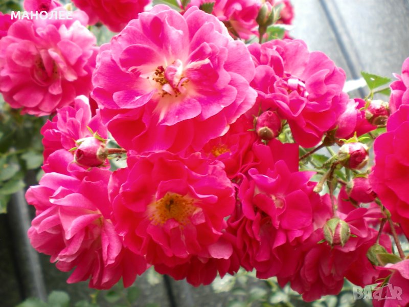 Катерливи рози, снимка 1