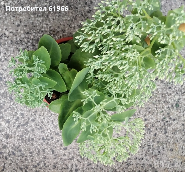 Дебела Мара, Скална роза или дебелец, много лекувито! , снимка 1