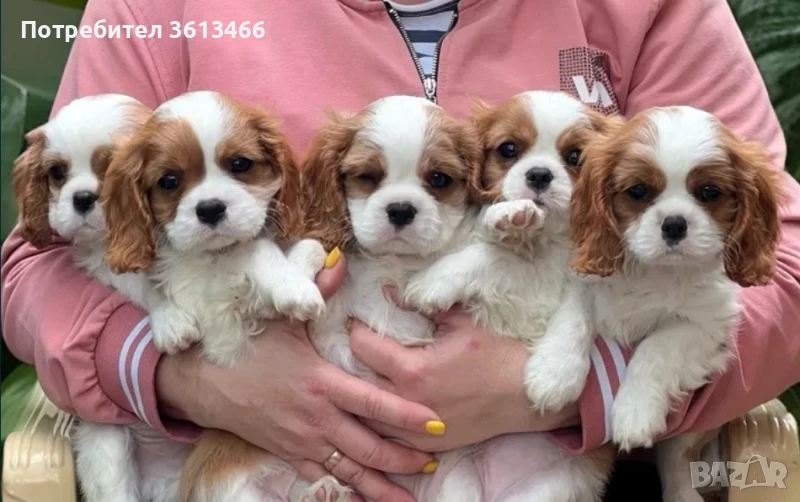 Кавалер кинг чарлз шпаньол , снимка 1