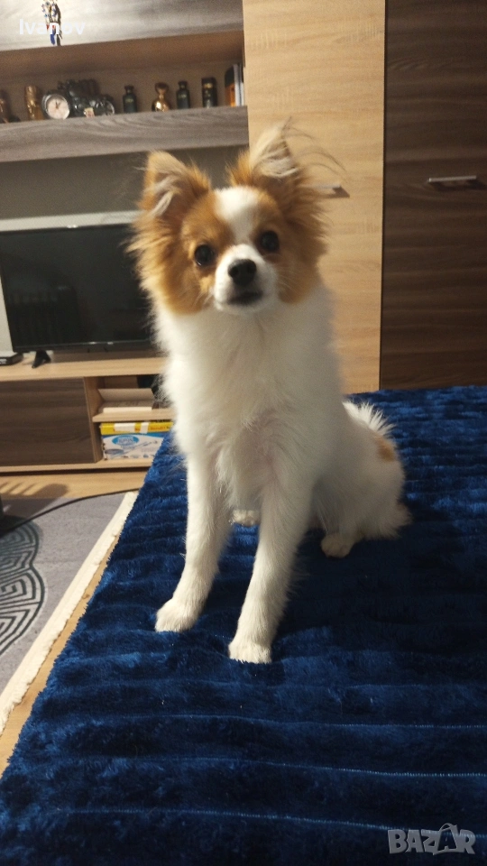 Мини Шпиц , снимка 1