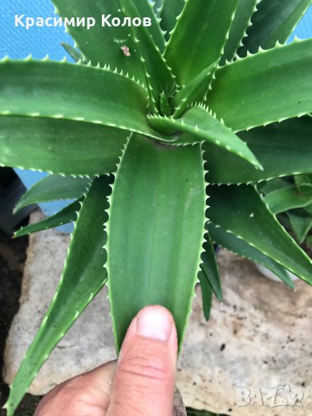 Алое катерещо, Aloe ciliaris, лечебни, декоративни, сухоустойчиви, снимка 1