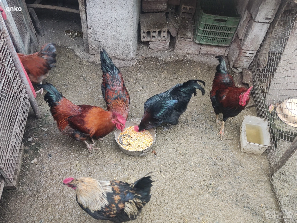 Продавам петли, снимка 1