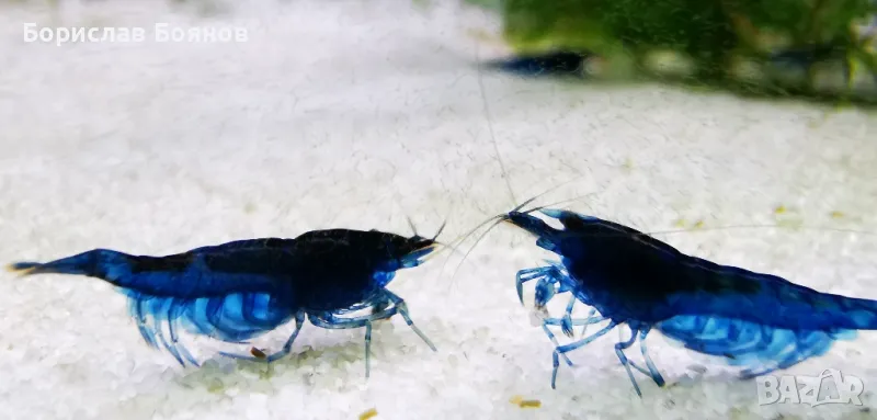 Скариди Blue Diamond Shrimp , снимка 1