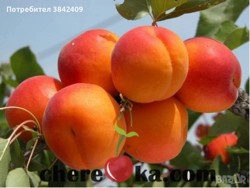 Кайсиеви дръвчета – Унгарска, Албена, Сливо-кайсиев хибрид, снимка 1