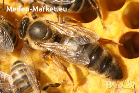 Пчелни майки сезон 2024 от лицензиран производител, снимка 1