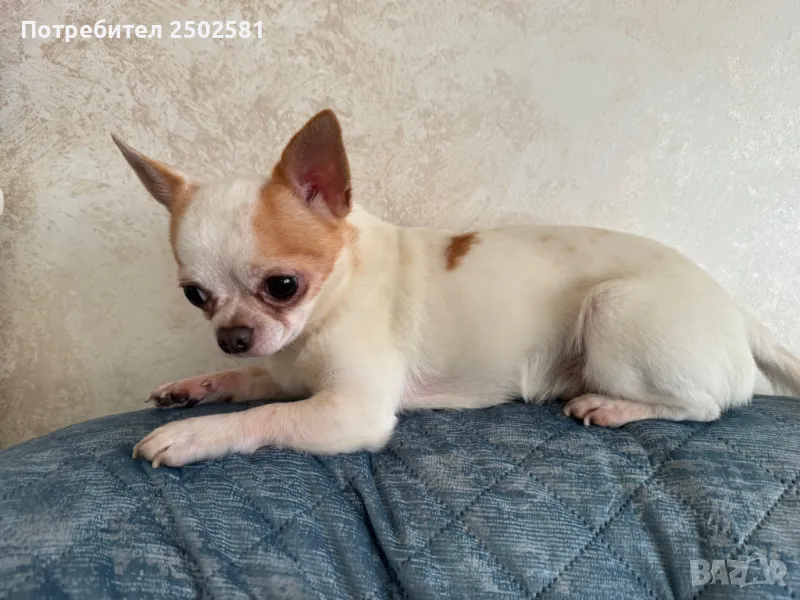 Мъжко чихуахуа за разплод, снимка 1