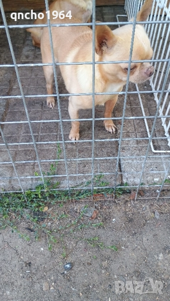 чихуахуа мъжки , снимка 1