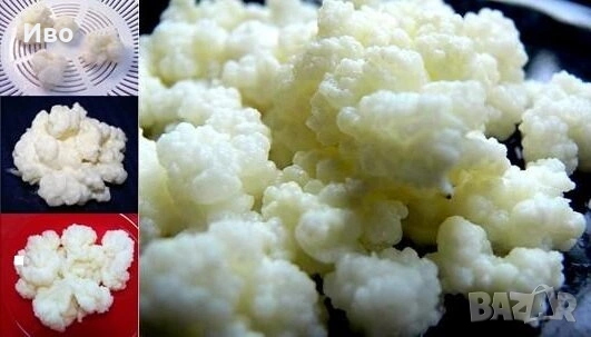 Подарявам тибетска гъба(кефир), снимка 1