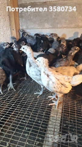 Прадавам пилета Австролоп, снимка 3 - Кокошки и пуйки - 54150936