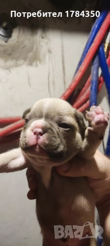 Френски Булдог Мерле, снимка 6 - Френски булдог - 52585070