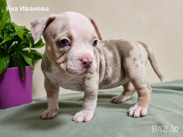 American Bully Pocket