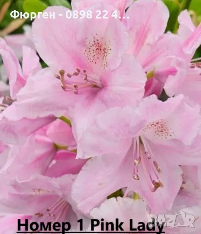 Рододендрон, снимка 2 - Разсади - 45012912