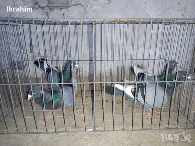 Adanski galabi, снимка 7 - Гълъби - 29846386