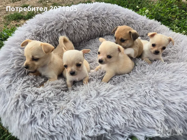 Продавам чихупинчери , снимка 2 - Чихуахуа - 56153091
